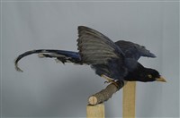臺灣藍鵲藏品圖，第11張